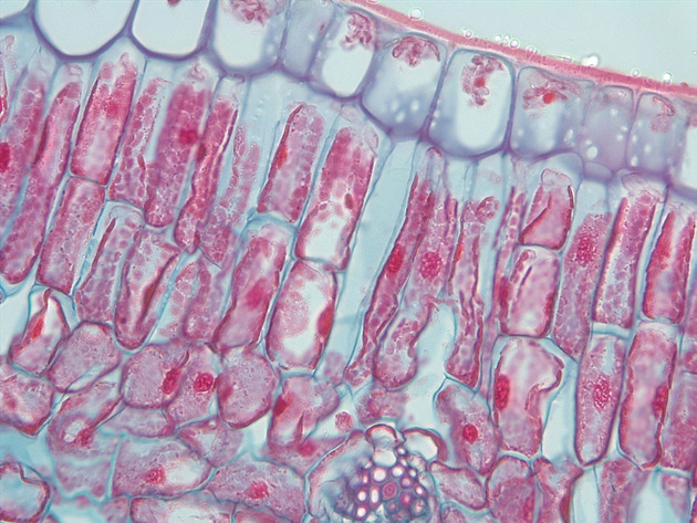 Dicot Leaf CS Slides - Dicot Leaf CS 02 400X